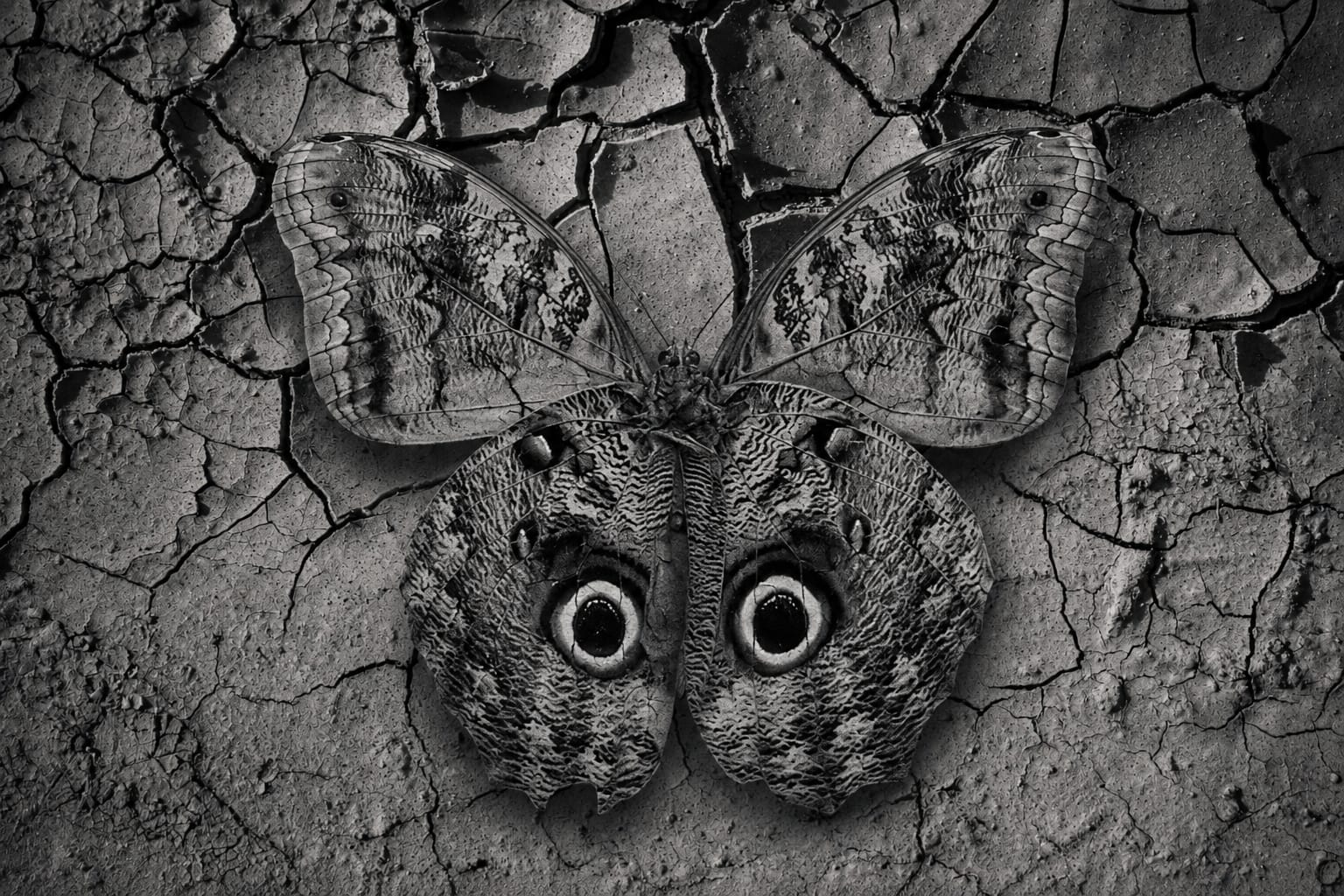 Mariposa FEH